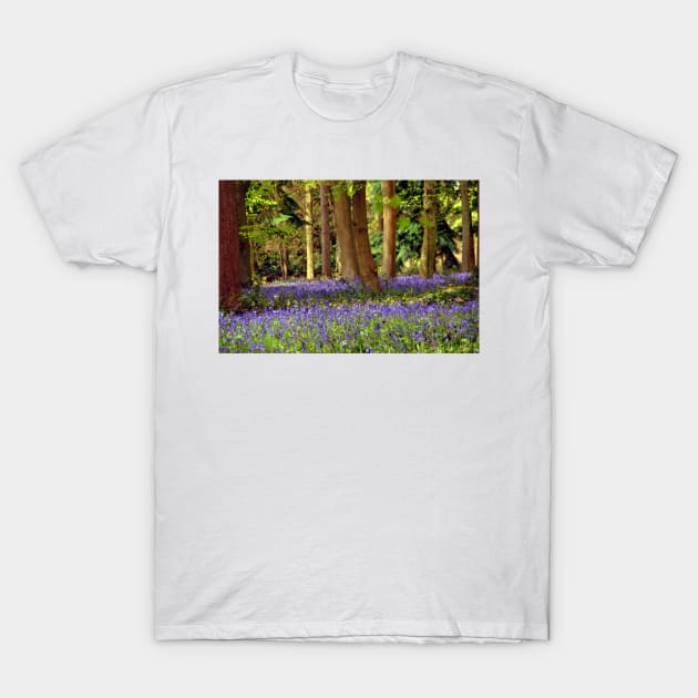 Bluebell Woods Basildon Park Reading T-Shirt by AndyEvansPhotos